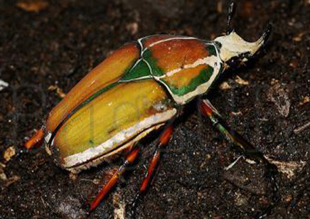 Mecynorrhina Torquata Ugandensis grubs (B7) (C/B by BugzUK)