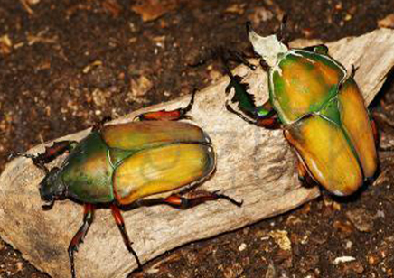 Mecynorrhina Torquata Ugandensis grubs (B7) (C/B by BugzUK)