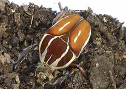 Mecynorrhina Torquata Ugandensis grubs (B7) (C/B by BugzUK)