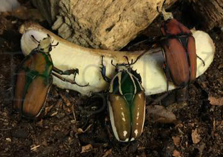 Mecynorrhina Torquata Ugandensis grubs (B7) (C/B by BugzUK)