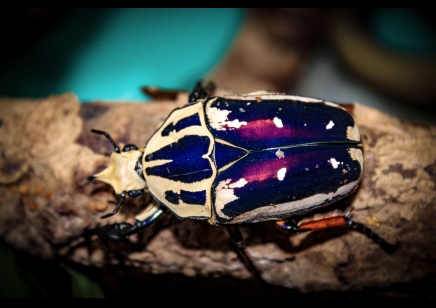 Mecynorrhina Torquata Ugandensis grubs (B7) (C/B by BugzUK)