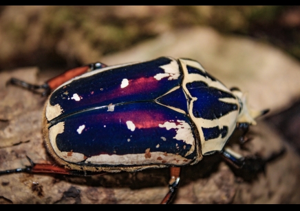 Mecynorrhina Torquata Ugandensis grubs (B7) (C/B by BugzUK)