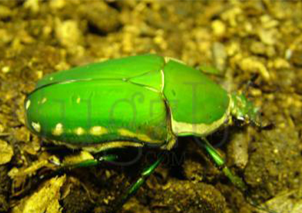 Mecynorrhina torquata immaculicollis - Giant Flower Beetle (CB by BugzUK) - 10 available