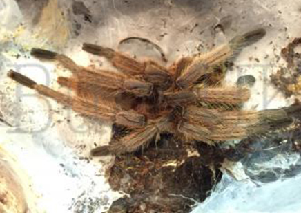 Chilobrachys huahini confirmed females 3 left