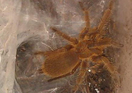 Chilobrachys huahini confirmed females 3 left