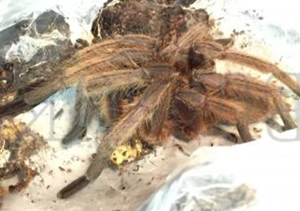 Chilobrachys huahini confirmed females 3 left