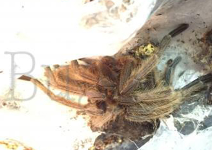 Chilobrachys huahini confirmed females 3 left