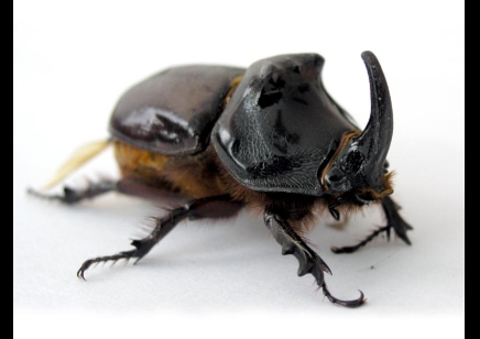 Oryctes boas - Coconut Rhinoceros Beetle