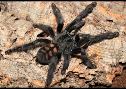 Psalmopoeus irminia - Venezuelan Sun Tiger 2 left