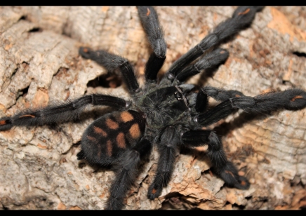 Psalmopoeus irminia - Venezuelan Sun Tiger 2 left