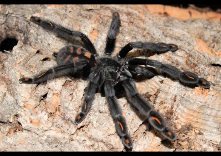 Psalmopoeus irminia - Venezuelan Sun Tiger 2 left