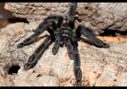 Psalmopoeus irminia - Venezuelan Sun Tiger 2 left