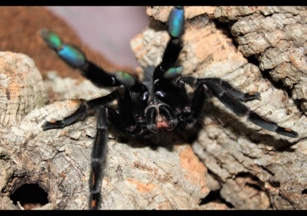 Psalmopoeus irminia - Venezuelan Sun Tiger 2 left