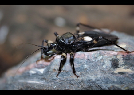 Assassin Bugs : Platymeris biguttatus (CB by BugzUK) pack of 4