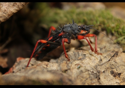 Psytalla Horrida - Horrid King Assassin bug (CB by BugzUK)