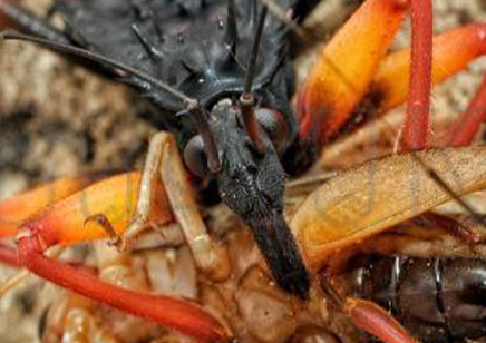 Psytalla Horrida - Horrid King Assassin bug (CB by BugzUK)