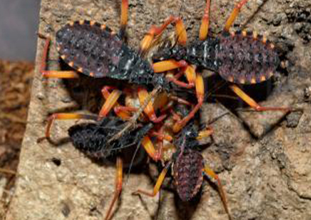 Psytalla Horrida - Horrid King Assassin bug (CB by BugzUK)