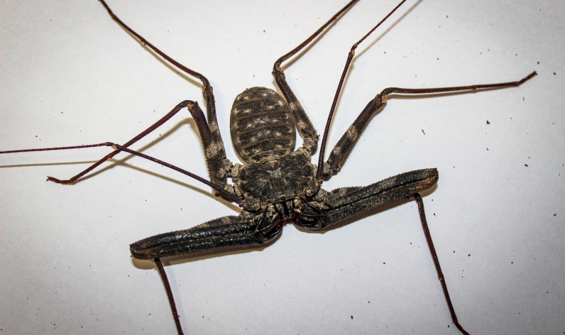 Amblypygids - Tailless Whip Scorpions