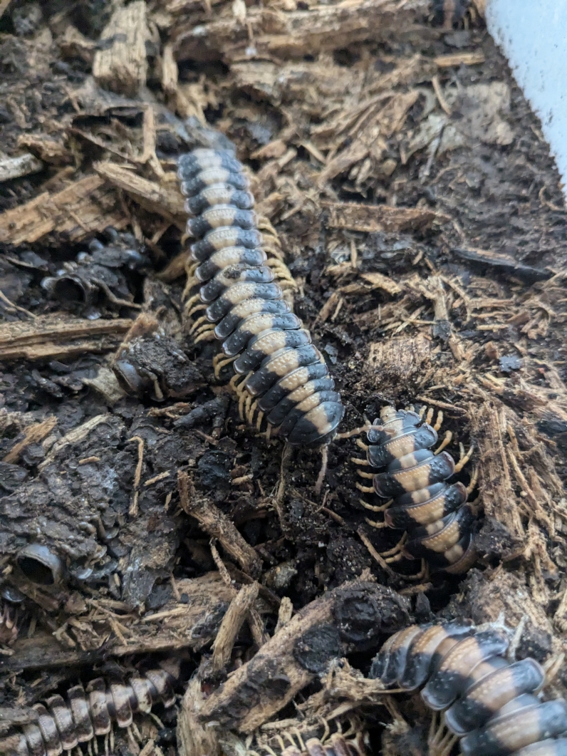 Polydesmida - Flat-backed Millipedes