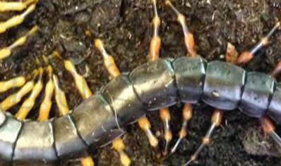 Scolopendra Cf hainanum