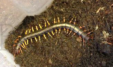 Scolopendra Cf hainanum