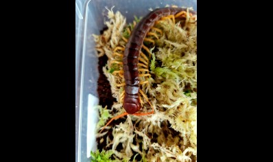 Scolopendra Dehaani (thai Giant Yellow Leg) 1 Left !