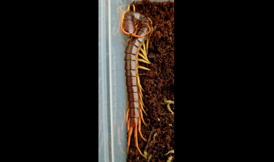 Scolopendra Dehaani (thai Giant Yellow Leg) 1 Left !