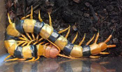 Scolopendra hardwickei