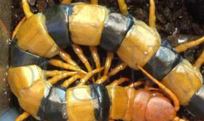 Scolopendra hardwickei