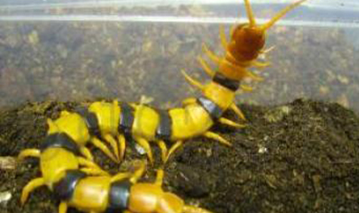 Scolopendra hardwickei