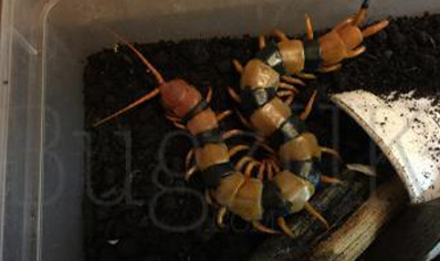 Scolopendra hardwickei