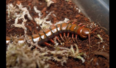 Scolopendra Sp. Madagascarensis