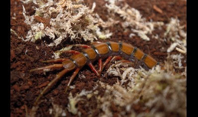 Scolopendra Sp. Madagascarensis