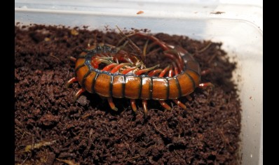 Scolopendra Sp. Madagascarensis