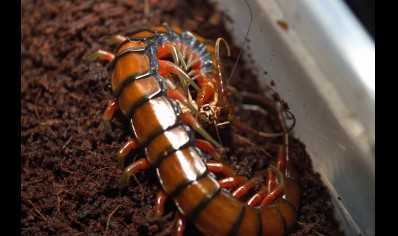 Scolopendra Sp. Madagascarensis