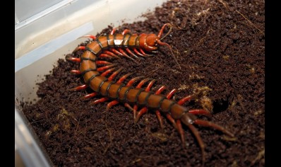 Scolopendra Sp. Madagascarensis