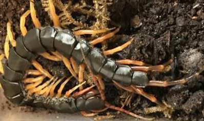 Scolopendra multidens