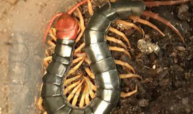 Scolopendra mutilans