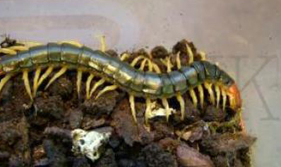 Scolopendra subspinipes mutilans