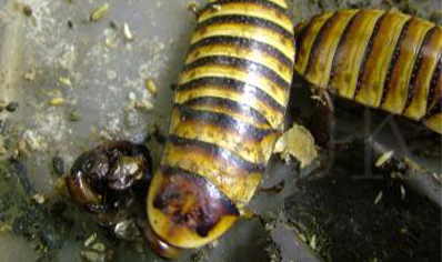 Elliptorhina javanica