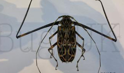 Martyn Warren : Digital Print : Acrocinus Longimanus (harlequin Beetle)