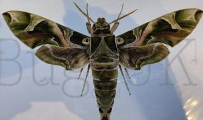 Martyn Warren : Digital Print : Daphnis Nerii (oleander Hawkmoth)