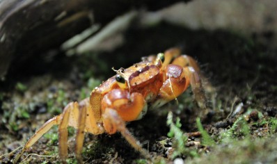 Metasesarma aubryi - Red Apple Crab 3 left