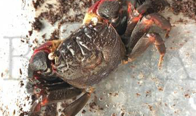 Neosarmatium smithi - Red Spider Crab