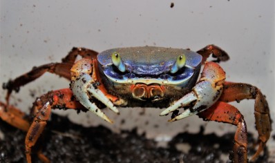 Cardisoma armatum - Rainbow Crab *SPECIAL DISCOUNT* 1 - 8/10cm left