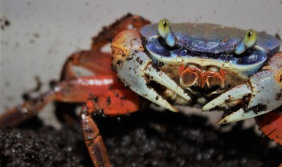 Cardisoma armatum - Rainbow Crab *SPECIAL DISCOUNT* 2 - 8/10cm left