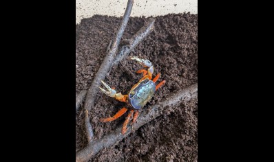 Cardisoma armatum - Rainbow Crab *SPECIAL DISCOUNT* 2 - 8/10cm left