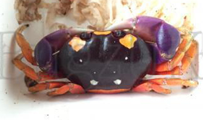 Gecarcinus quadratus