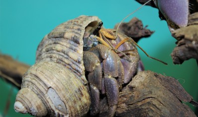Coenobita brevimanus - Indo hermit crab - Group of 3