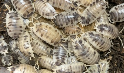Porcellio laevis 'Dairy cow' - packs of 10 (CB by BugzUK)